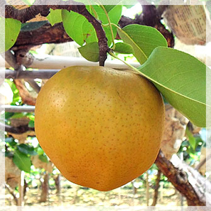 【岡山県産】日本で一番大きい梨「愛宕（あたご）」