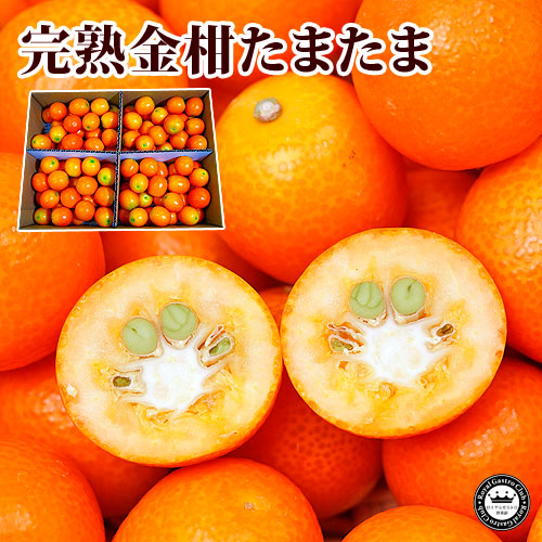 完熟金柑(きんかん) たまたま 宮崎県産 2L以上 約3kg 糖度16度以上