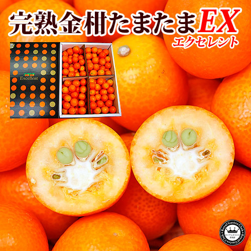 完熟金柑(きんかん) たまたまエクセレント 宮崎県産 2L以上 約3kg 糖度18度以上