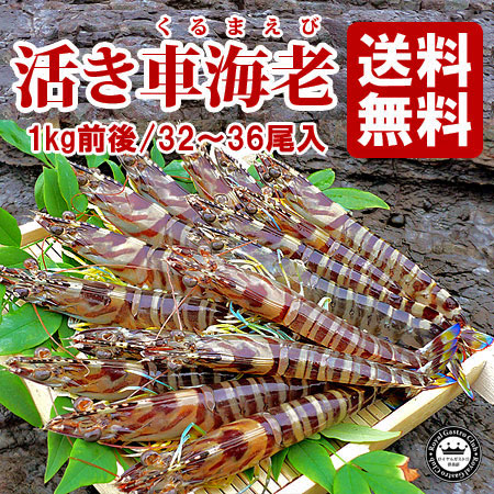 熊本県天草産 活車海老（約1kg/32～35尾入）