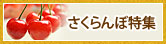 さくらんぼ特集