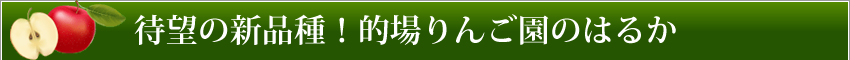 待望の新品種!的場りんご園のはるか