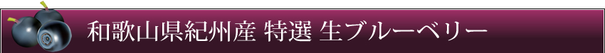 和歌山県紀州産 特選 生ブルーベリー