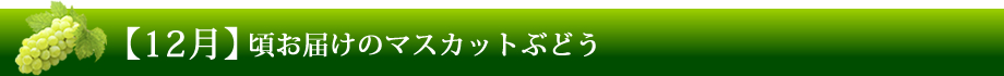 【12月】ごろお届けのマスカットぶどう