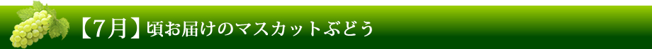 【7月】ごろお届けのマスカットぶどう