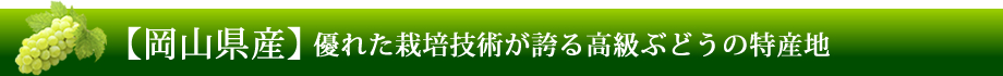 【岡山県産】優れた栽培技術が誇る高級ぶどうの特産地