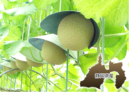 静岡農水産物認証！静岡県の温室メロン「特選マスクメロン」