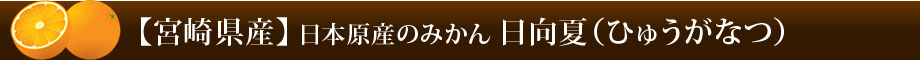 完熟金柑(きんかん) たまたま