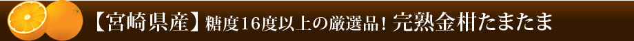 完熟金柑(きんかん) たまたま