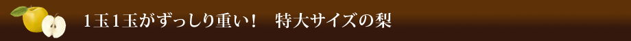 1玉1玉がずっしり重い!特大サイズの梨
