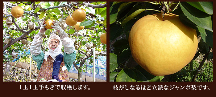 お歳暮 フルーツ ギフト愛宕 梨 あたご ナシ 岡山県産 化粧箱入り 送料無料 | 御歳暮 贈り物 くだもの 果物 内祝い |  日本ロイヤルガストロ倶楽部