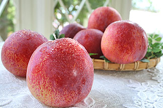 貴陽 きよう すもも 李 プラム 山梨県産 1 8 2kg前後 約8玉入り 送料無料 日本ロイヤルガストロ倶楽部