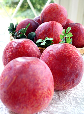 貴陽 きよう すもも 李 プラム 山梨県産 1 8 2kg前後 約8玉入り 送料無料 日本ロイヤルガストロ倶楽部