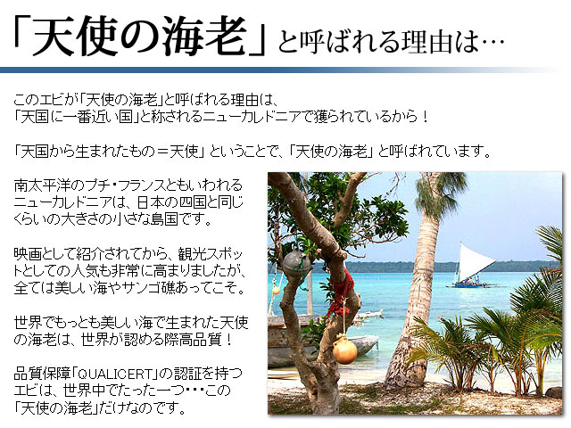 天使の海老 えび ニューカレドニア産 約1kg 最高品質の証qualicert クオリサート 認証 日本ロイヤルガストロ倶楽部 天使の海老 えび ニューカレドニア産 約1kg 最高品質の証qualicert クオリサート 認証 日本ロイヤルガストロ倶楽部