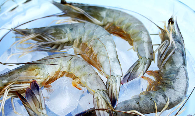 天使の海老 えび ニューカレドニア産 約1kg 最高品質の証qualicert クオリサート 認証 日本ロイヤルガストロ倶楽部