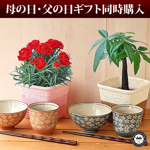 母の日父の日 花鉢&茶碗・湯呑みセット