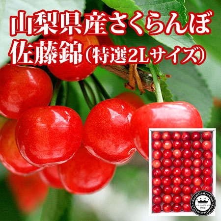 山梨県産さくらんぼ「佐藤錦」（特選品2Lサイズ/約500g）