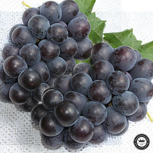 ハウス巨峰 ハウス巨峰