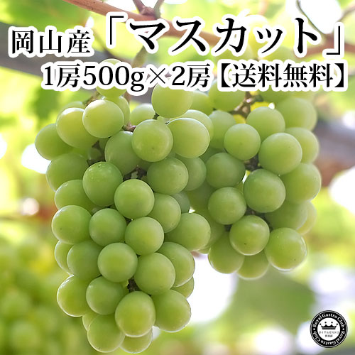 岡山産「マスカット」（約500g×2房入/化粧箱）