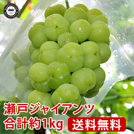 山梨産「瀬戸ジャイアンツ」（約1kg/2房入）