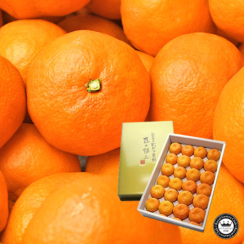 【販売終了】和歌山県有田川町産 有田みかん「匠の極み」(特秀品/24玉/化粧箱入り)