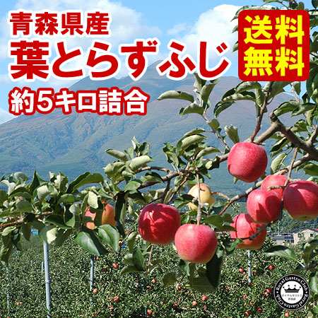 【ご家庭用】青森産りんご 葉取らずふじ（約5kg/14～18玉）