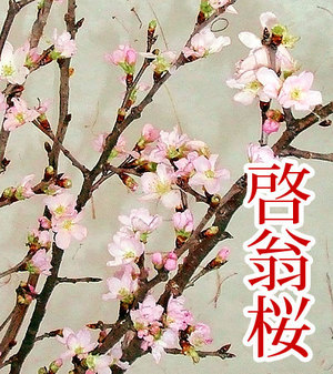 啓翁桜